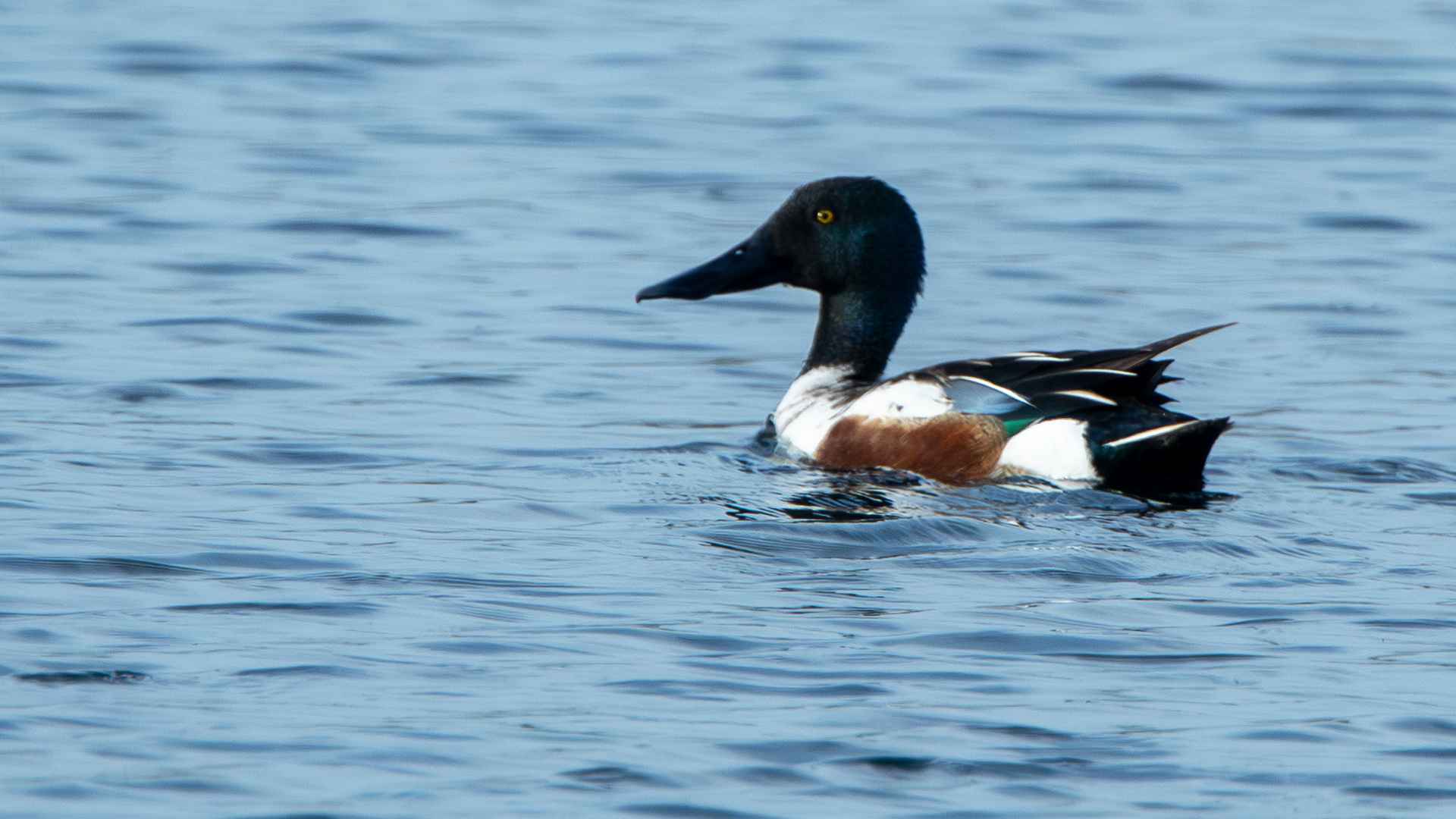 Northern Shoveler